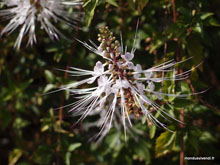 Orchidées - Malaisie